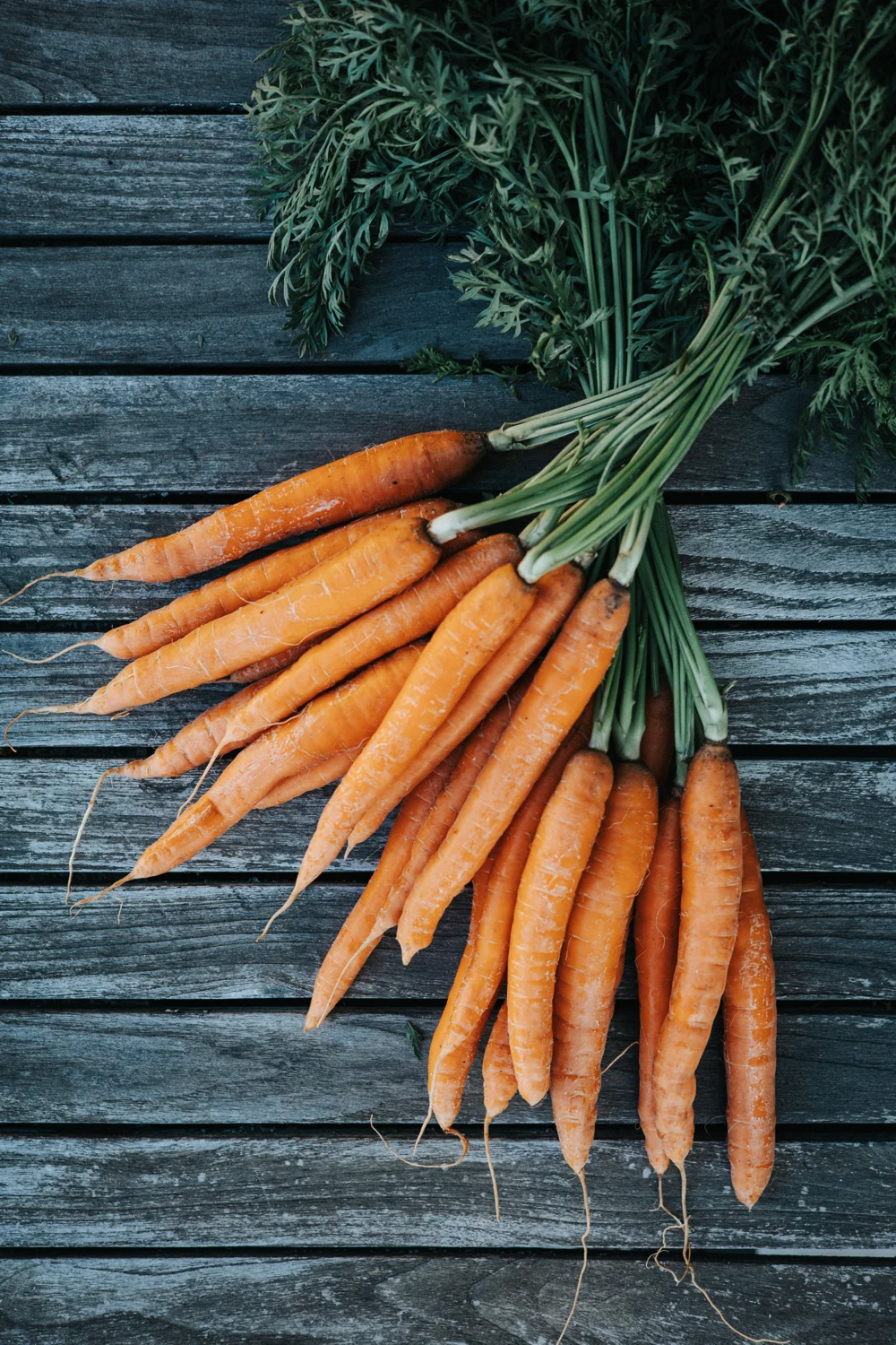 Des carottes fraîches